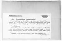 Colletotrichum gloeosporioides image